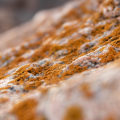 Factors Influencing Mold Removal Costs in Charleston