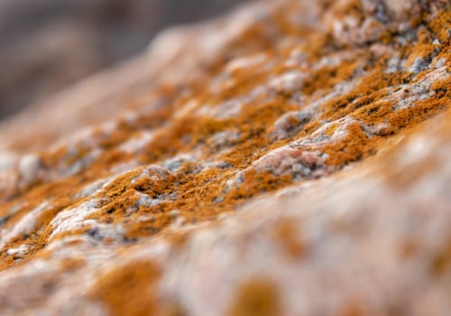Factors Influencing Mold Removal Costs in Charleston
